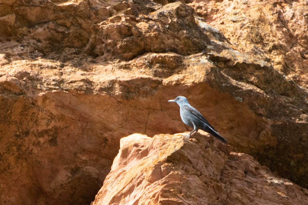 Blue Rock Thrush