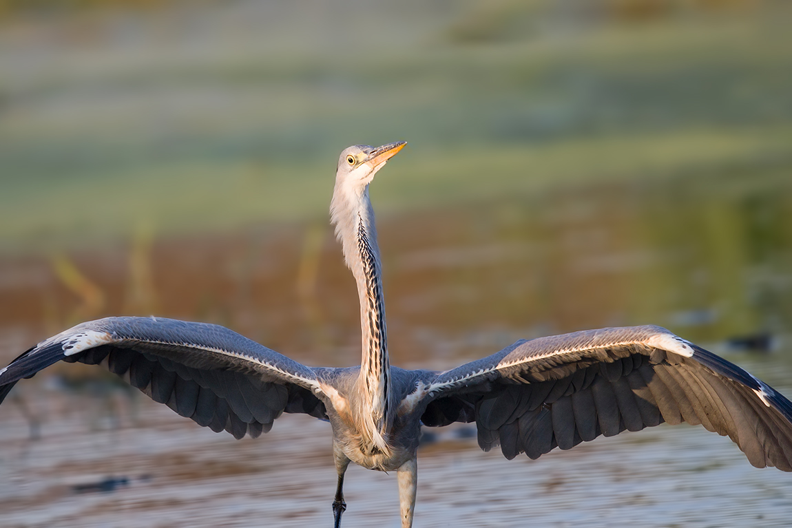 Grey Heron