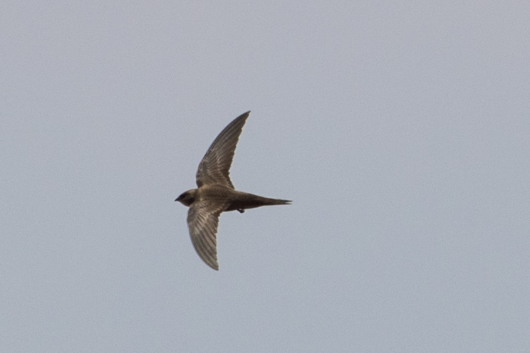 Common Swift