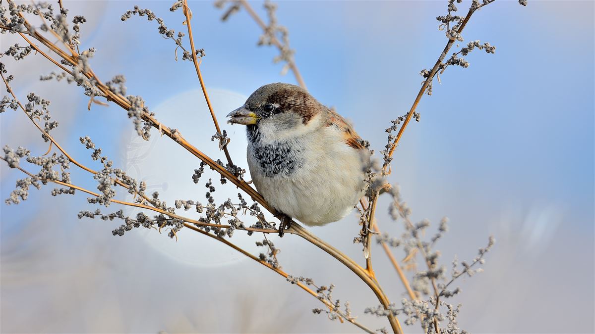 House Sparrow