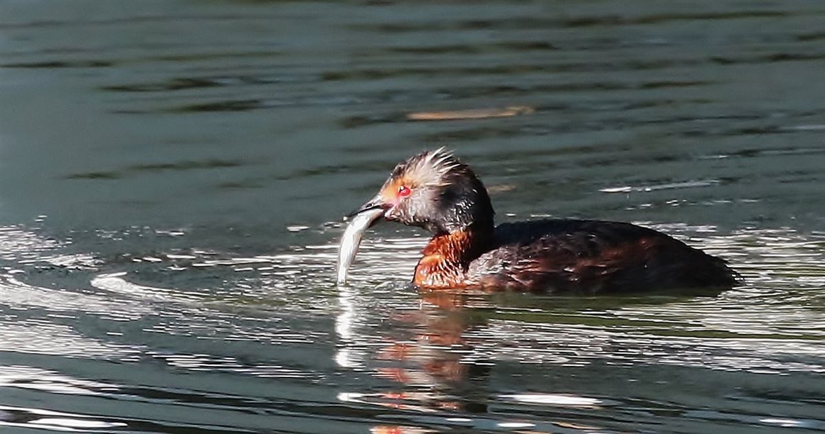 Horned Grebe