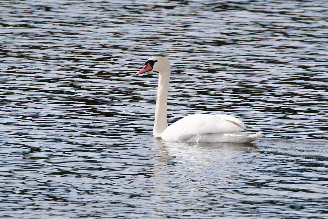 Mute Swan