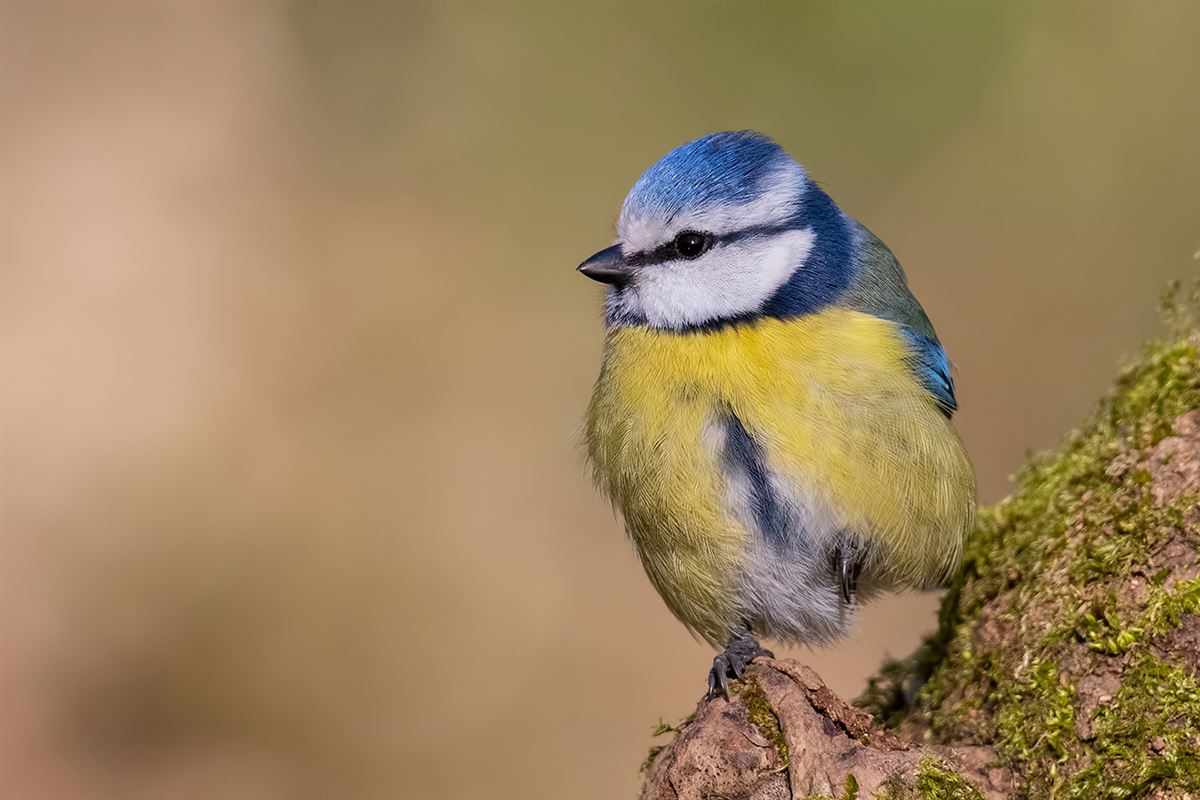 Eurasian Blue Tit