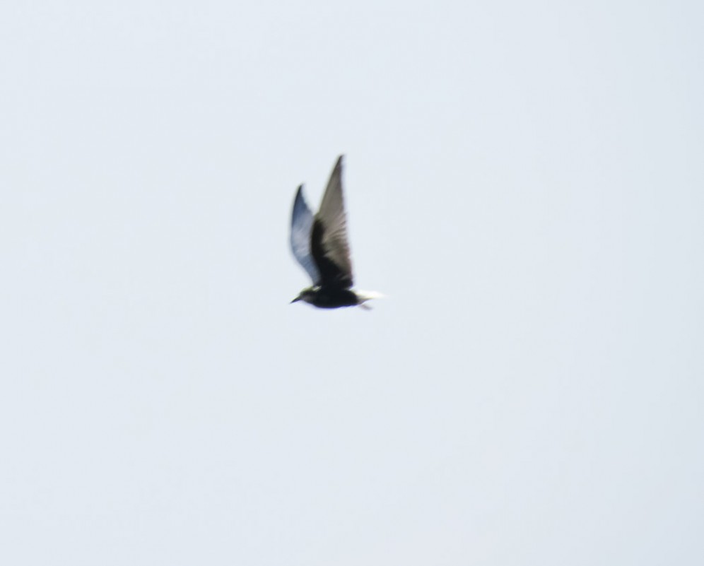 White-winged Tern