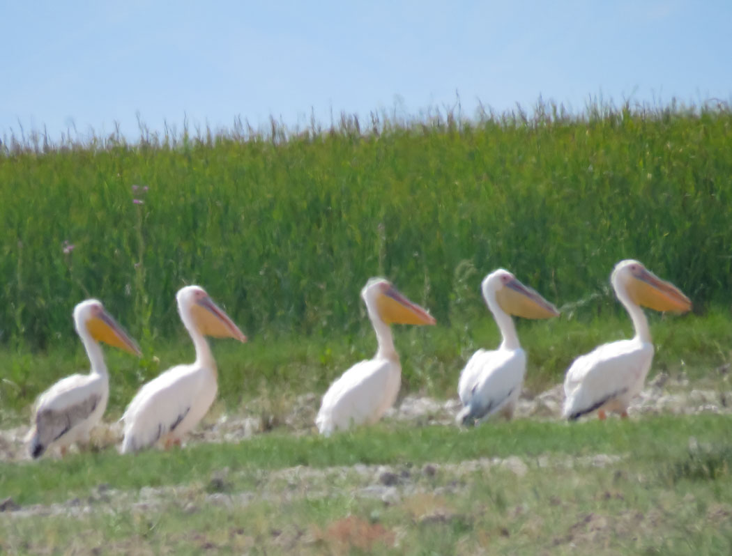Great White Pelican