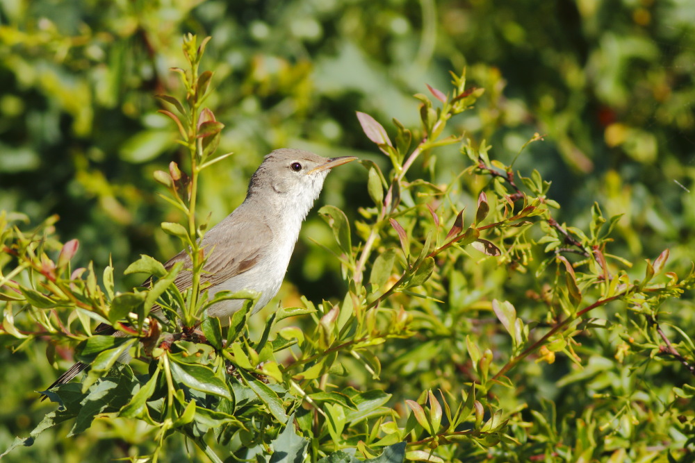 Upcher`s Warbler