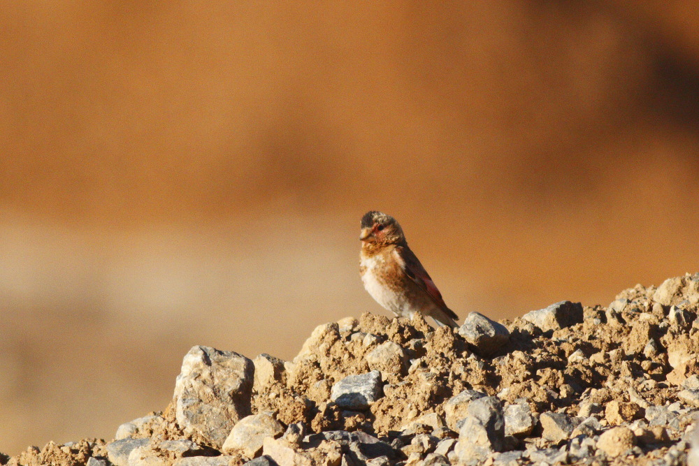 Crimson-winged Finch