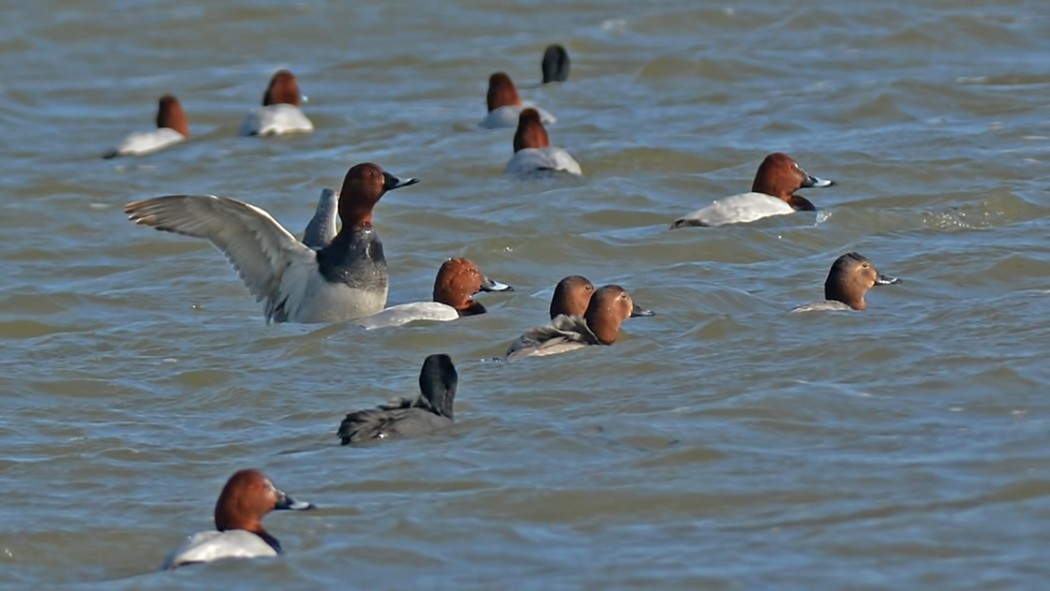 Common Pochard