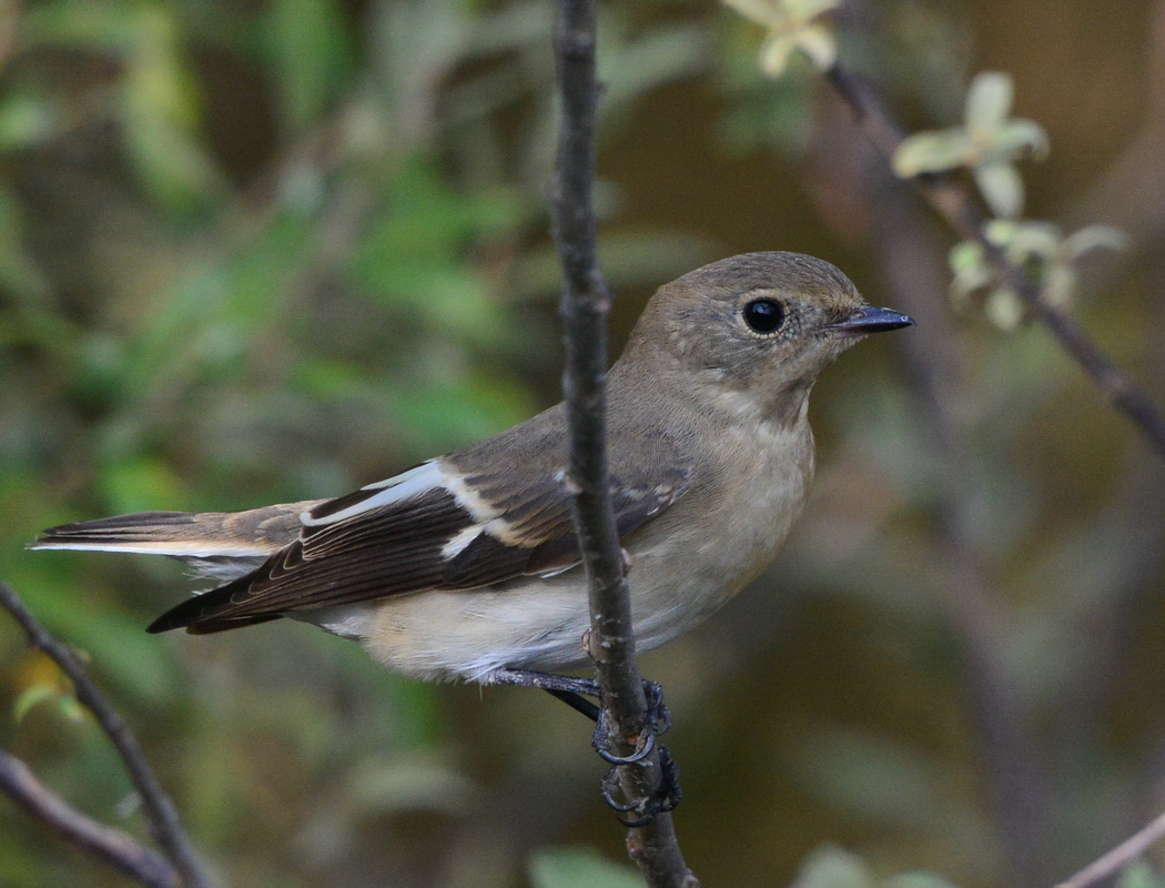 Semicollared Flycatcher