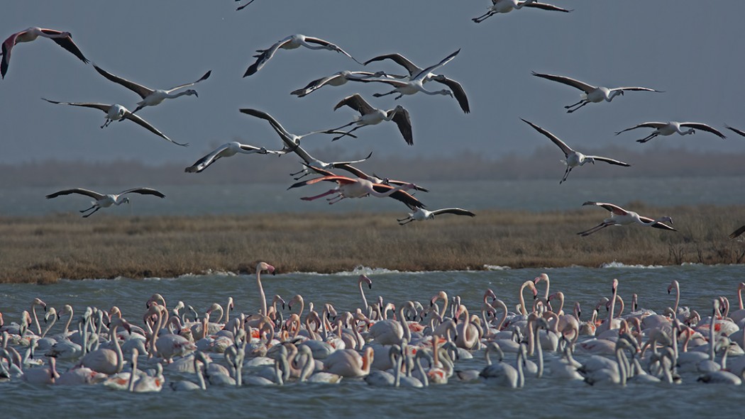 Greater Flamingo