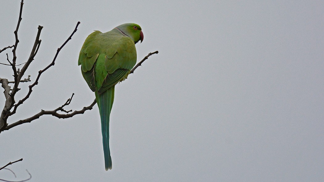 Rose-ringed Parakeet