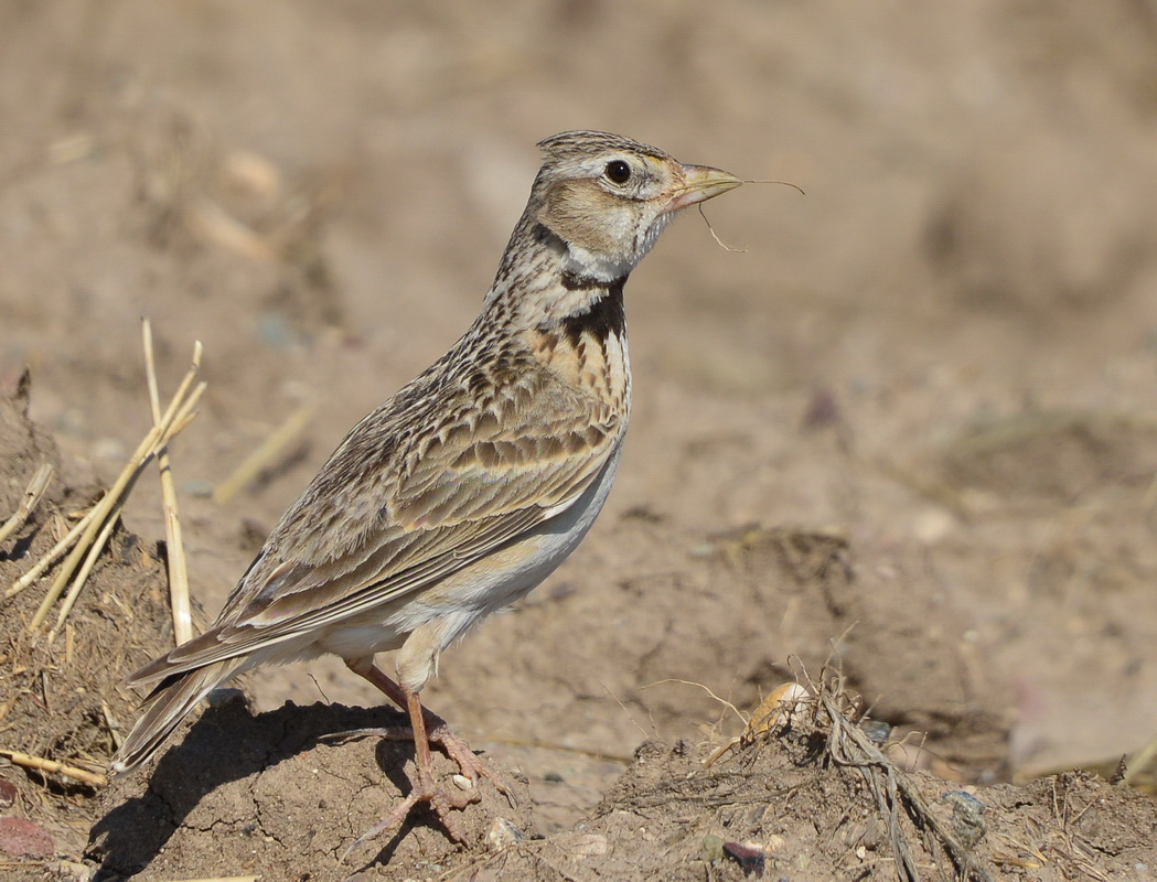Calandra Lark