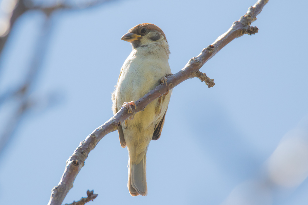 Eurasian Tree Sparrow
