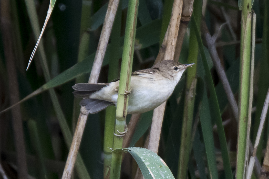 Common Reed Warbler