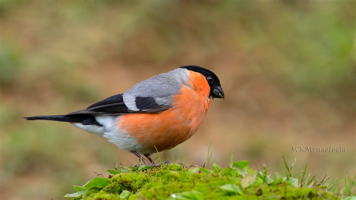 Eurasian Bullfinch