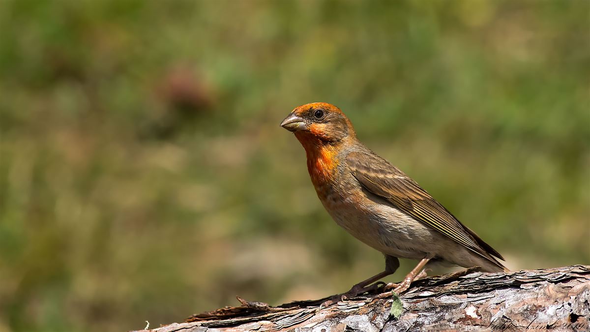 Common Rosefinch