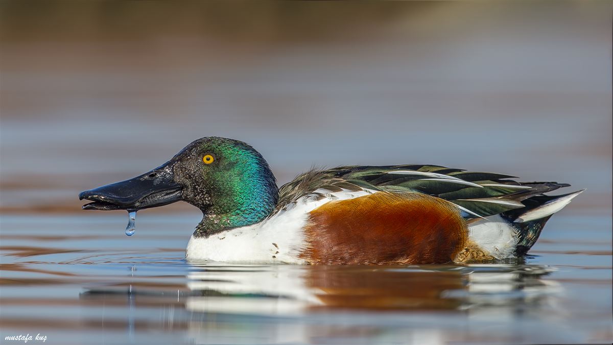 Northern Shoveler