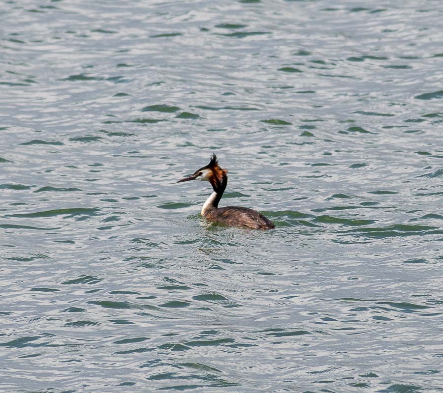 Great Crested Grebe