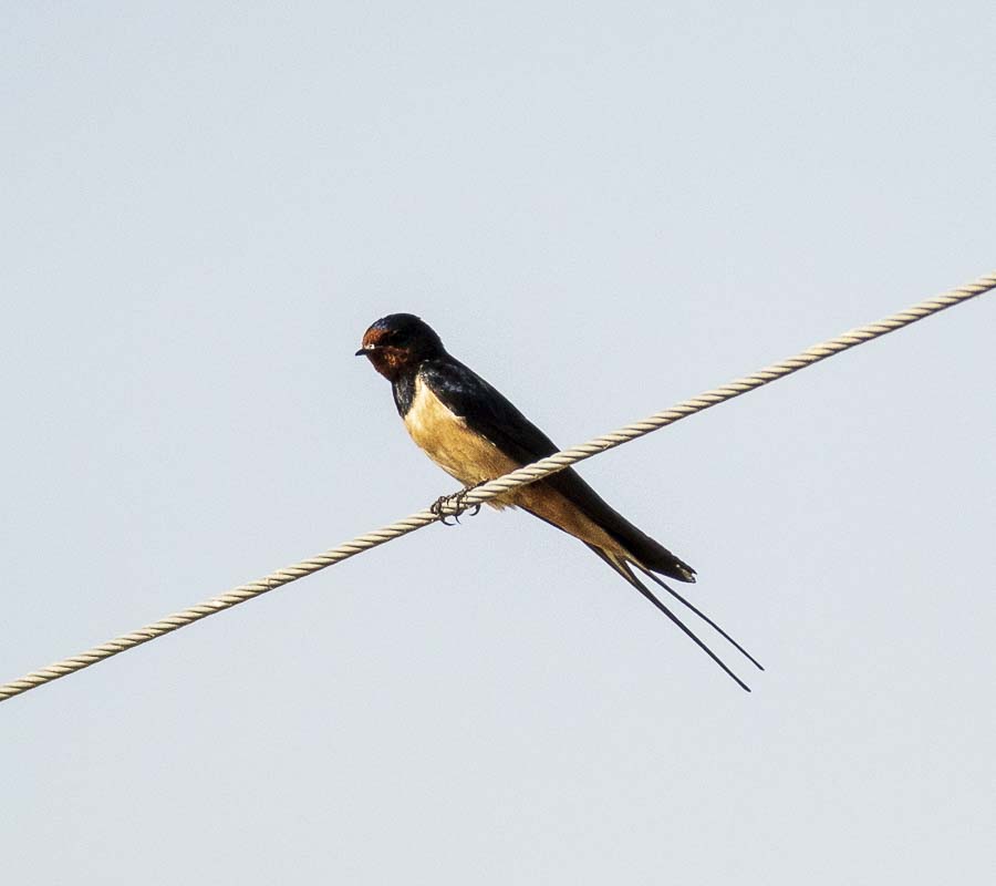 Barn Swallow