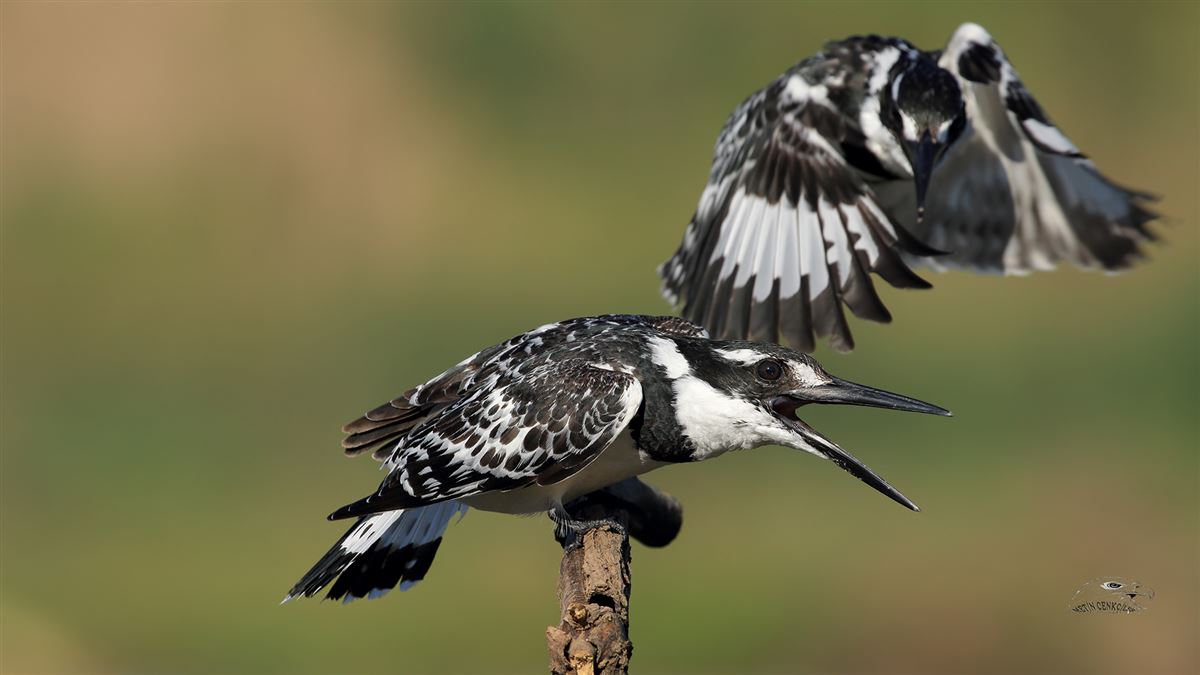 Pied Kingfisher