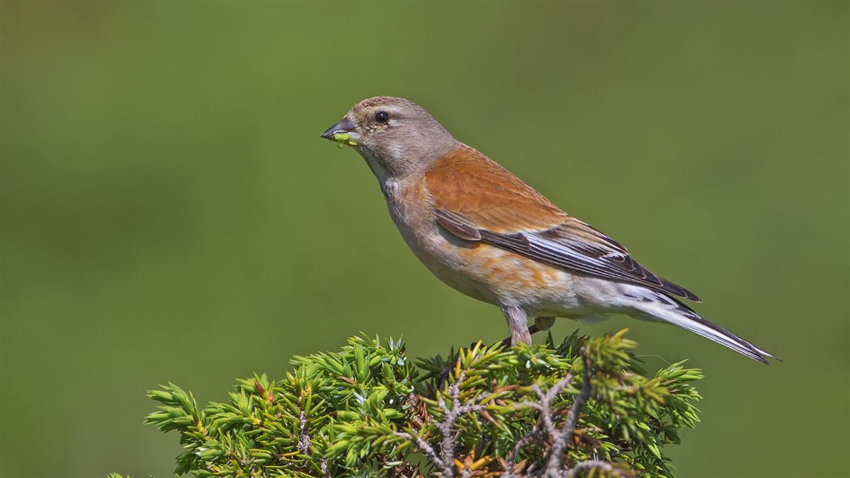 Common Linnet