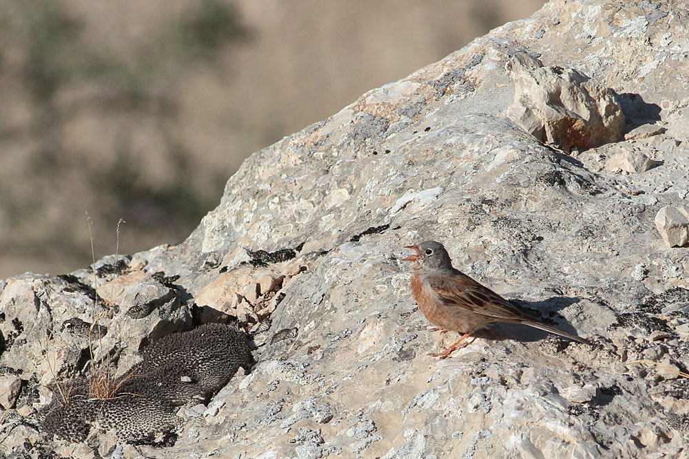 Grey-necked Bunting