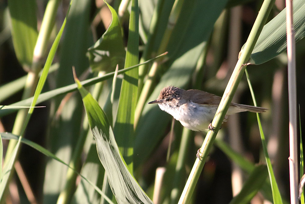 Paddyfield Warbler