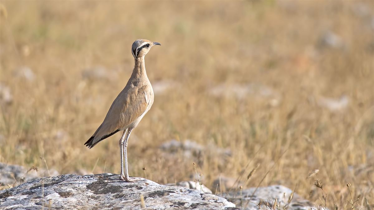 Cream-colored Courser