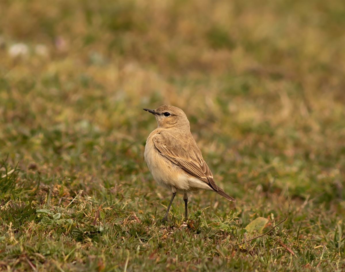Isabelline Wheatear