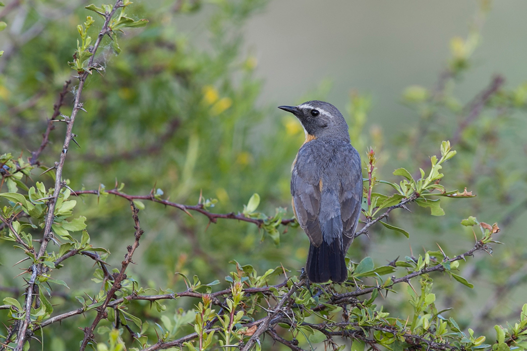 White-throated Robin
