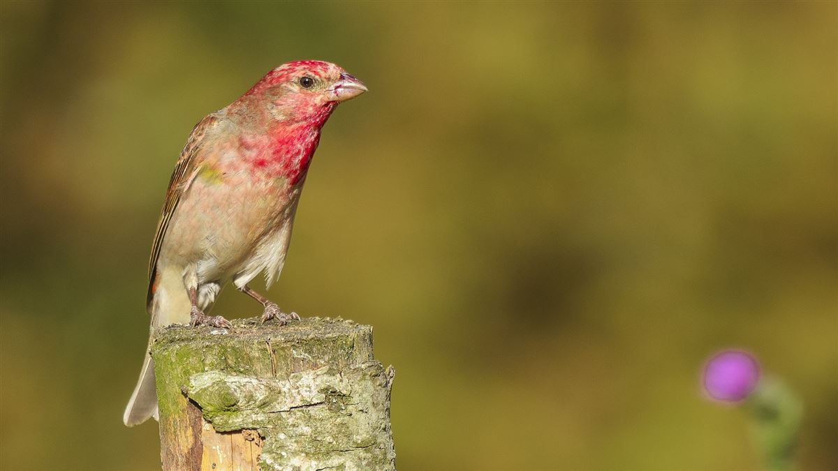 Common Rosefinch