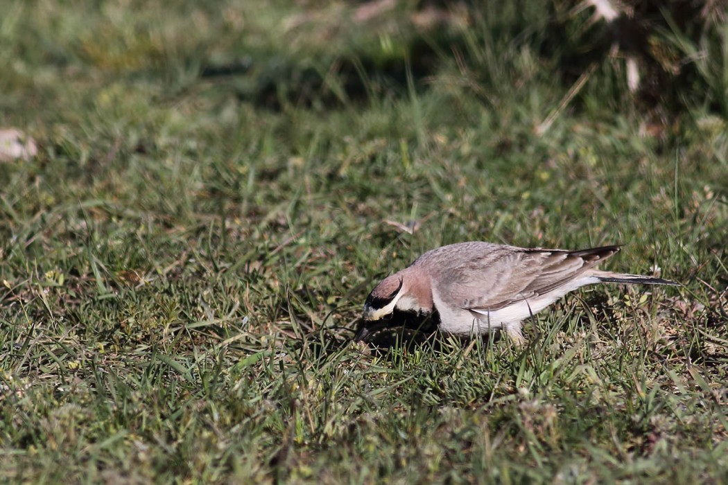 Horned Lark