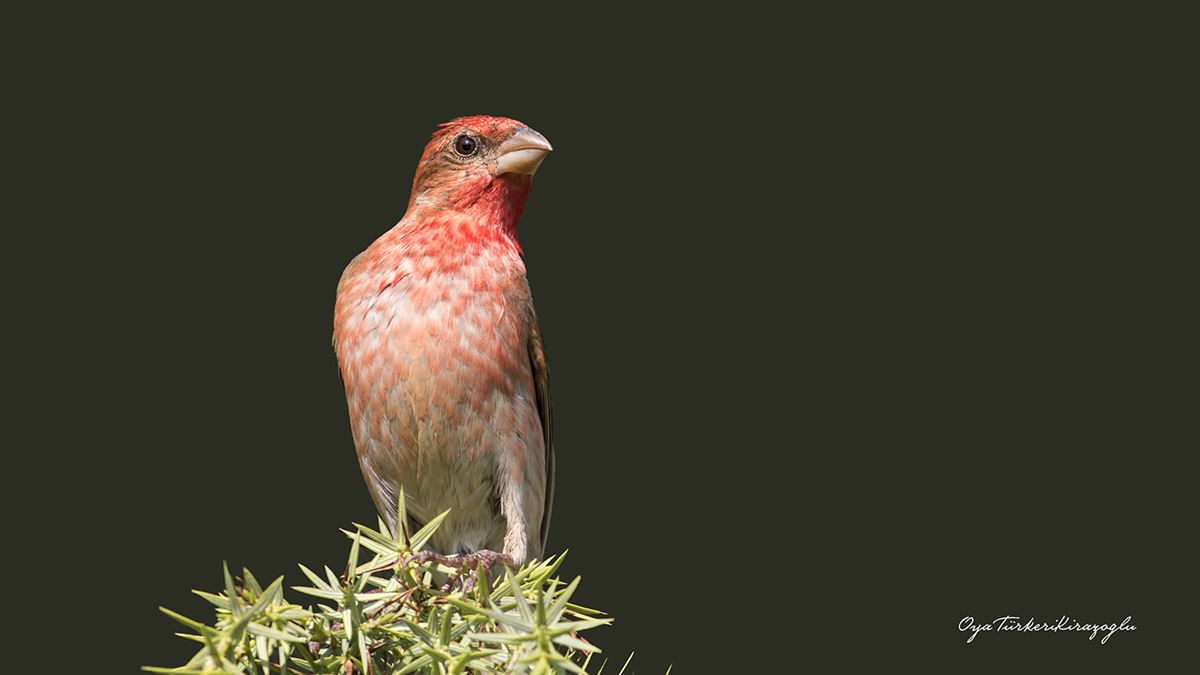 Common Rosefinch