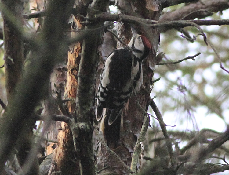 Great Spotted Woodpecker