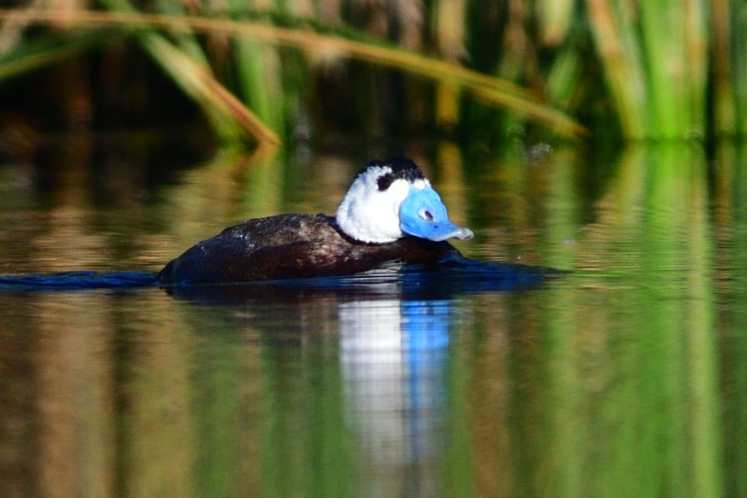 White-headed Duck