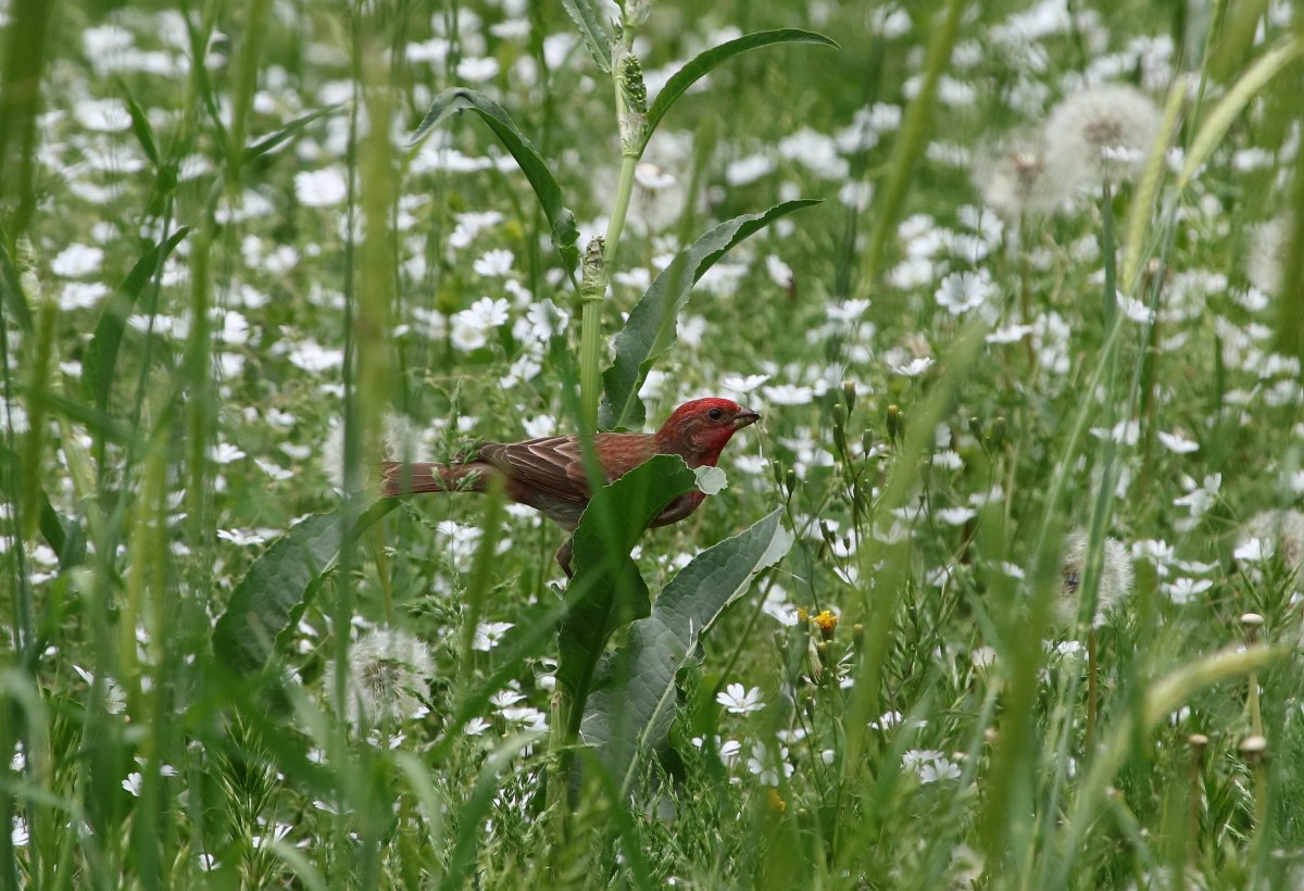 Common Rosefinch