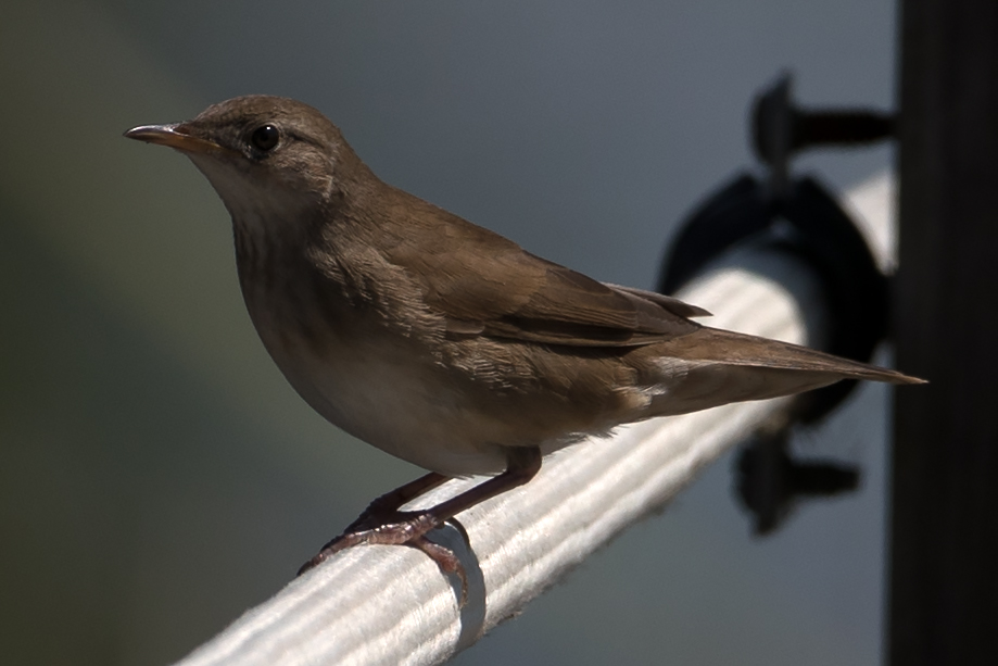 Savi`s Warbler
