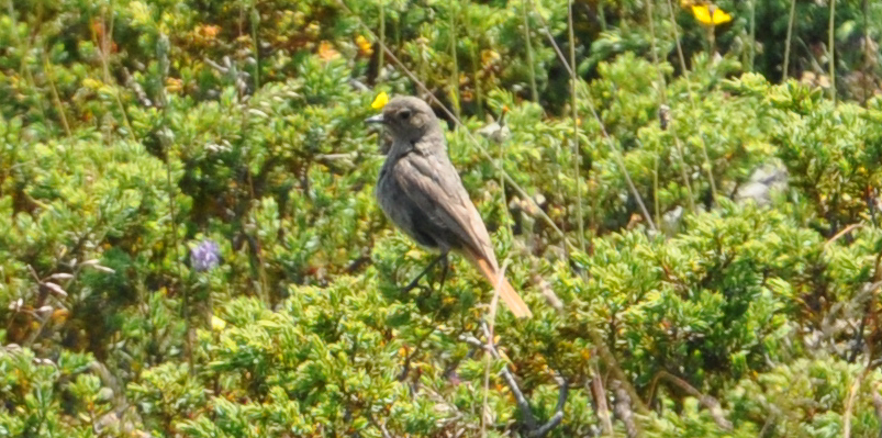 Black Redstart