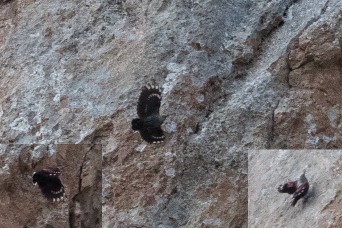 Wallcreeper