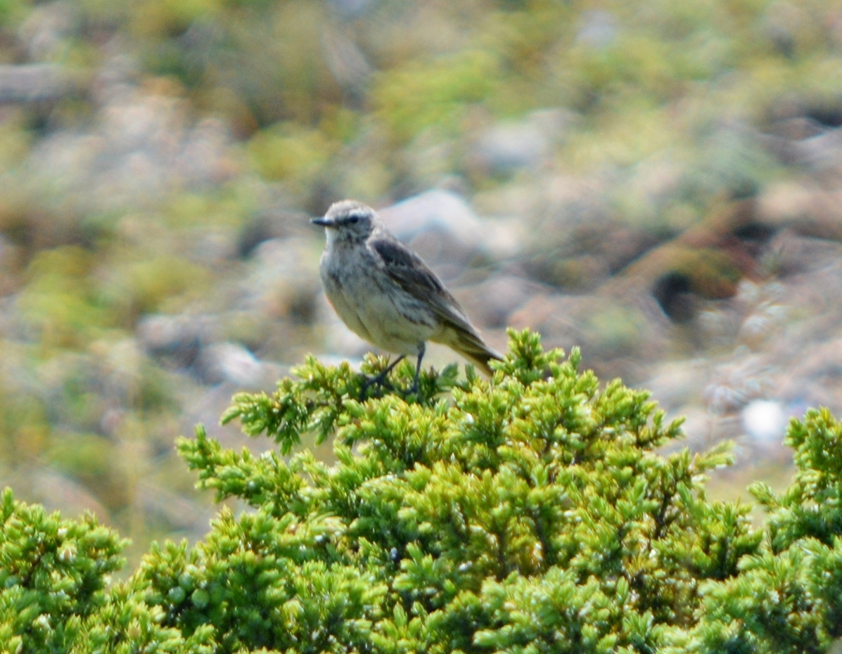 Water Pipit