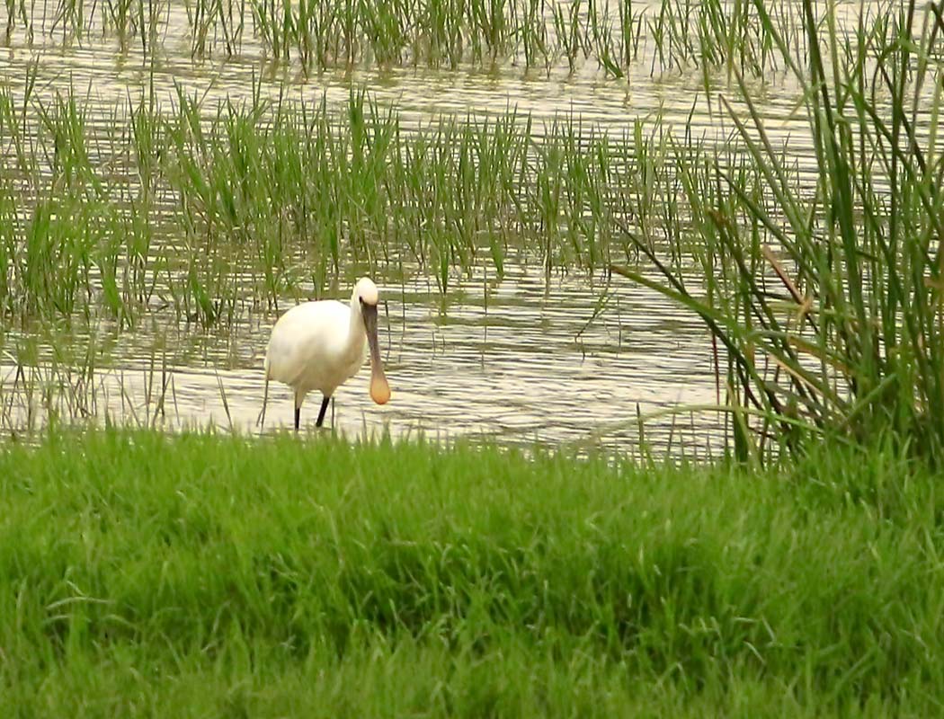 Eurasian Spoonbill