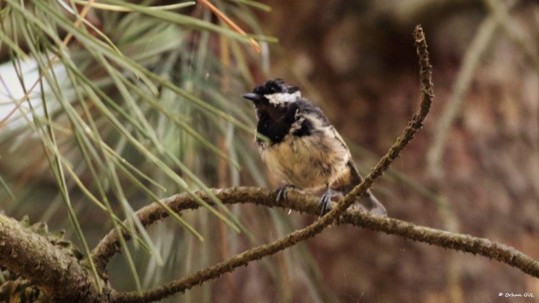 Coal Tit