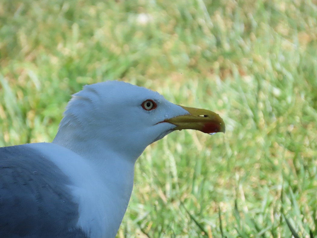 Yellow-legged Gull