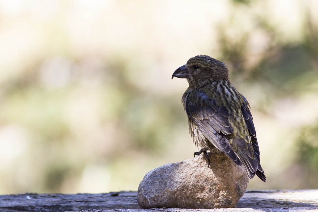 Red Crossbill