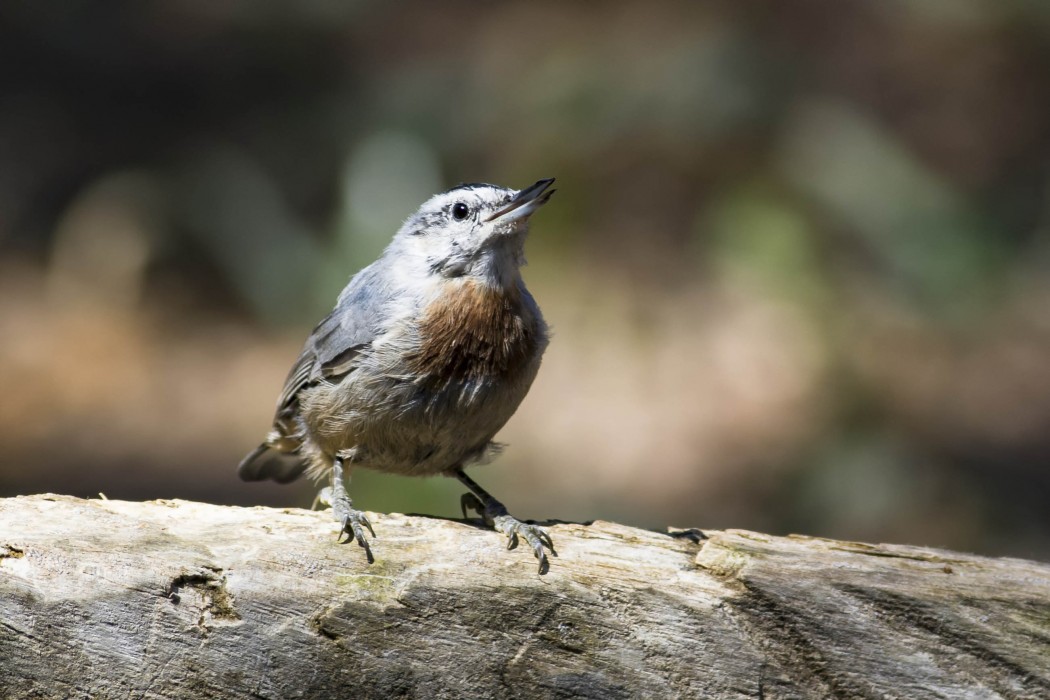 Krüper`s Nuthatch