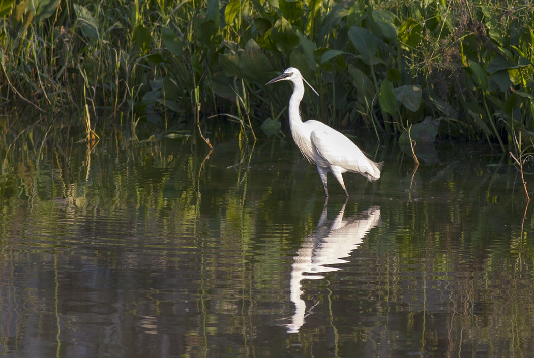 Little Egret
