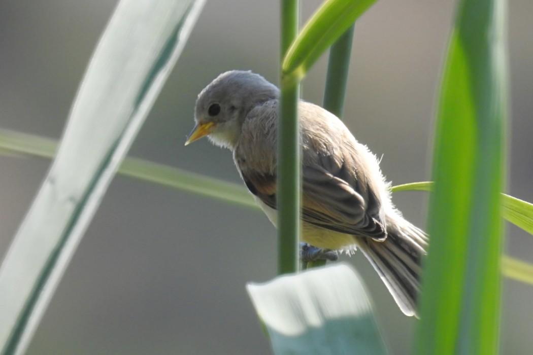 Eurasian Penduline Tit