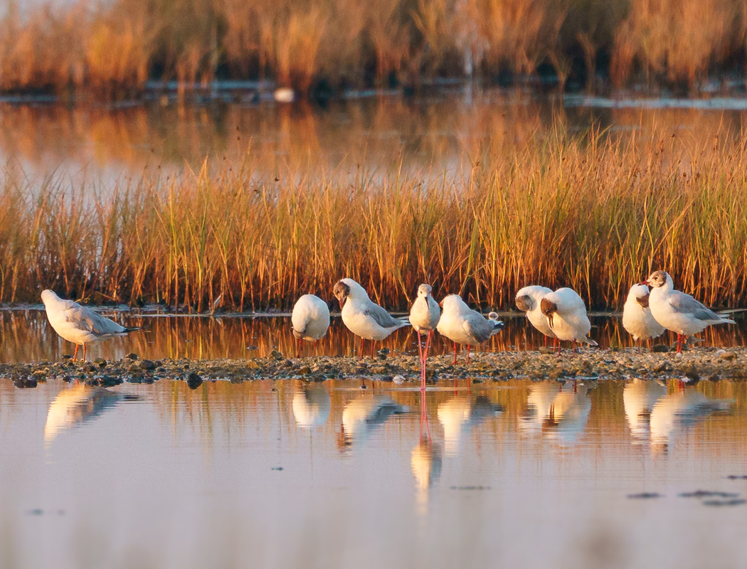 Black-winged Stilt