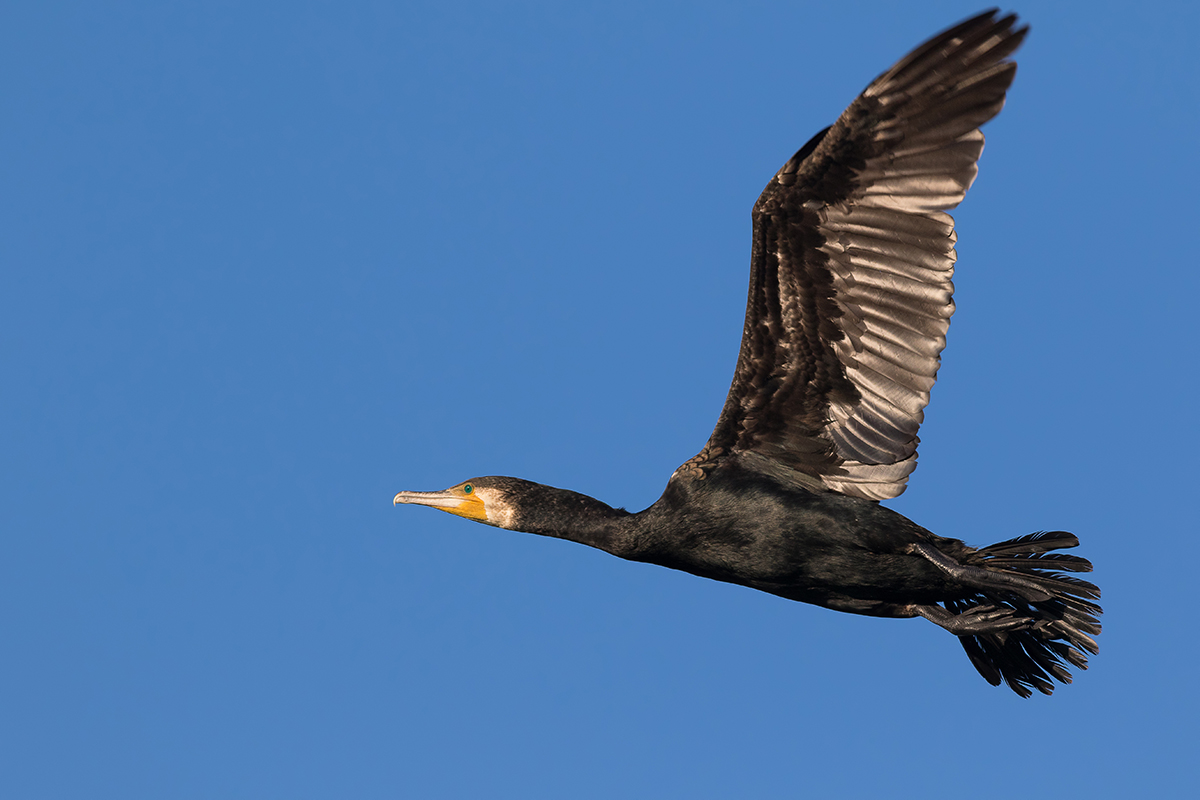 Great Cormorant