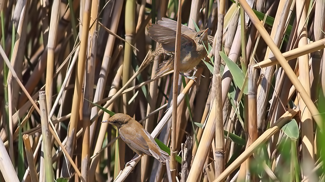 Savi`s Warbler